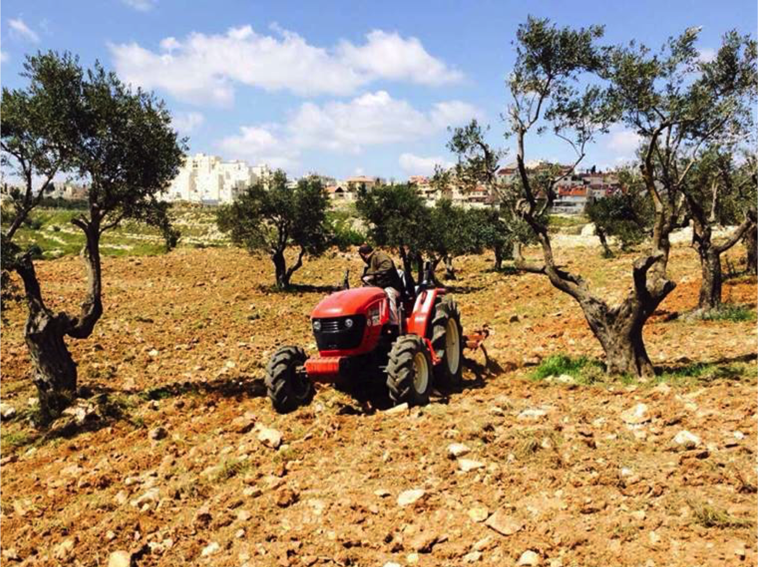 Order of Malta Olive Oil from Tantur